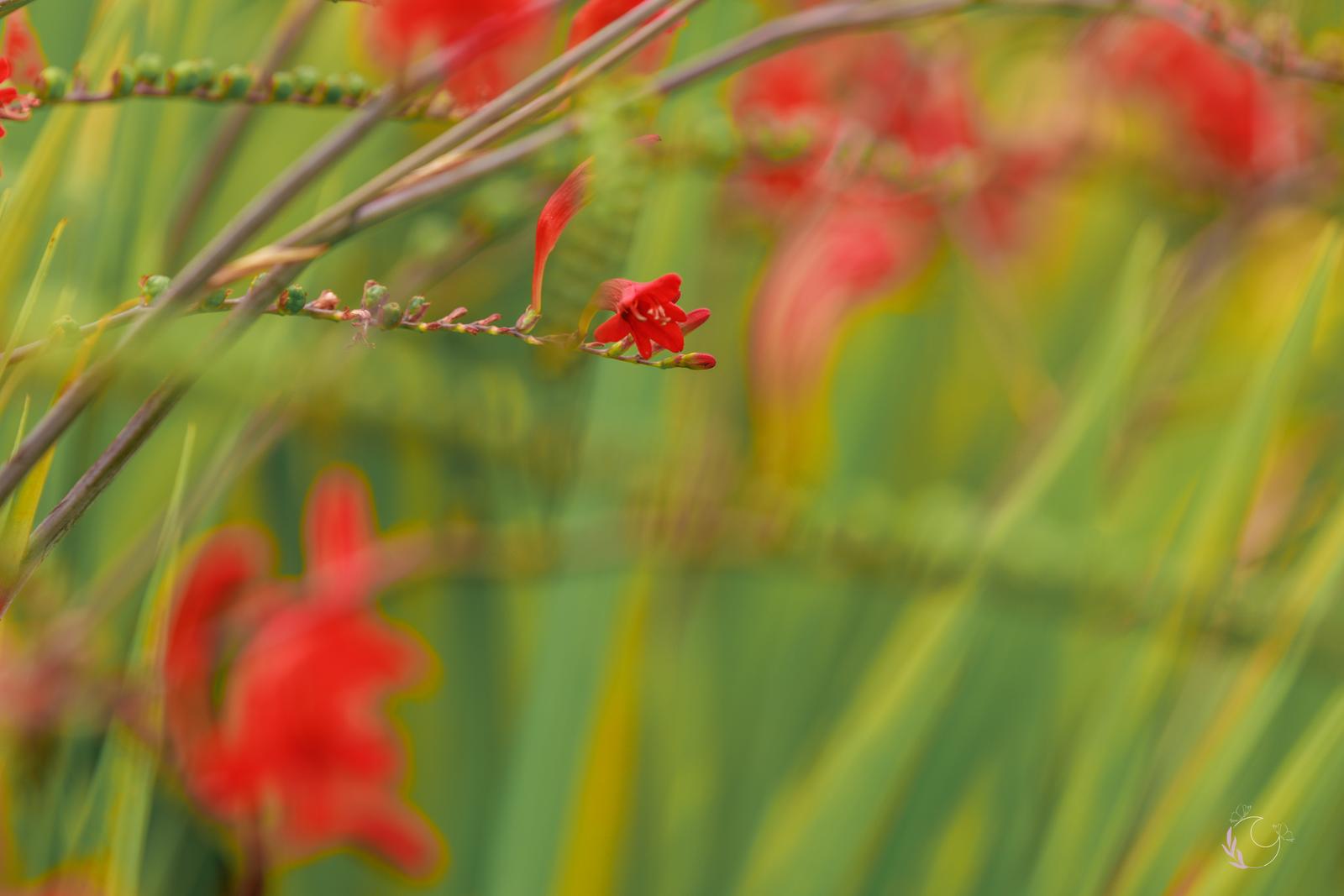 Fleur rouge de crocosmia en gros plan dans le jardin botanique
