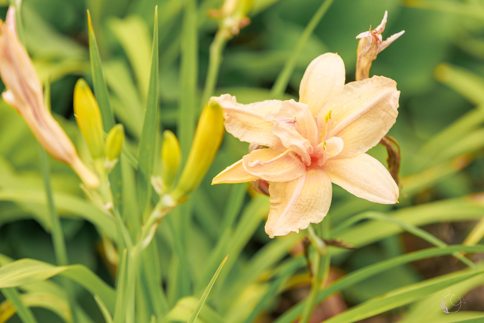 Fleur de lys pêche en gros plan dans le jardin botanique